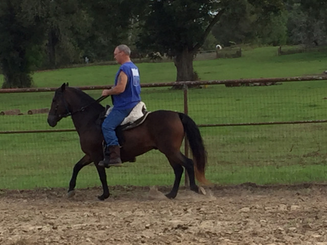 trail horse test oct 6 20186